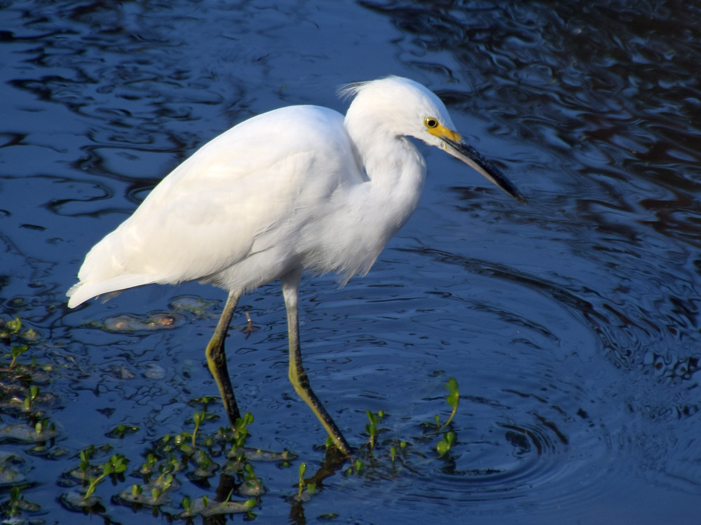 Egret.jpg