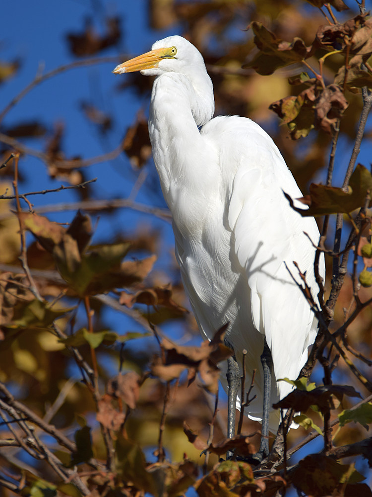 Egret.jpg