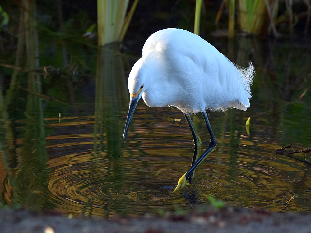Egret.jpg