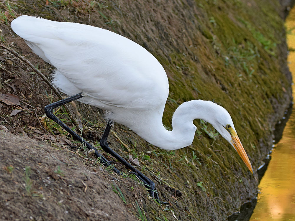 Egret.jpg