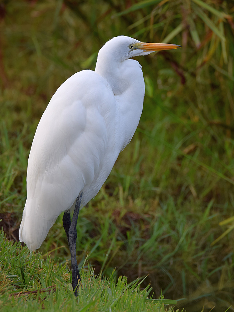 Egret.jpg