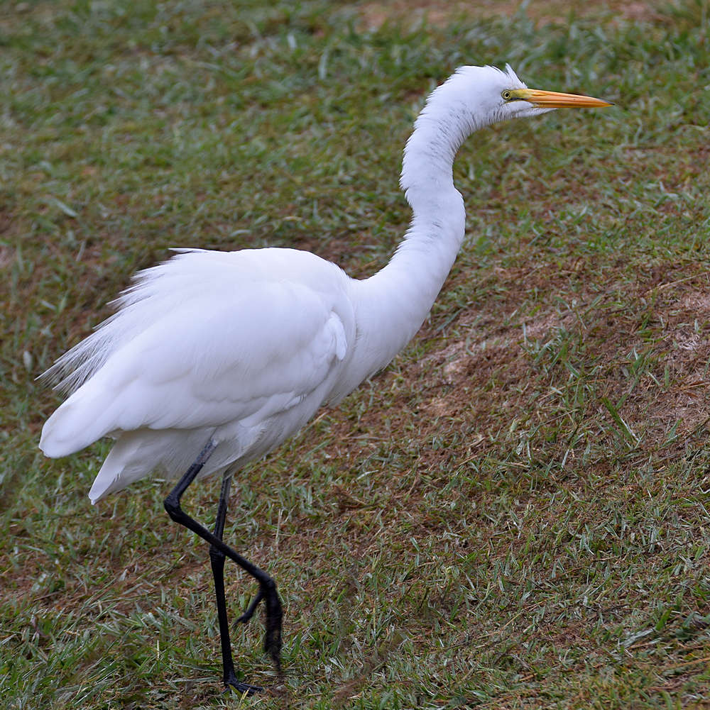 Egret.jpg