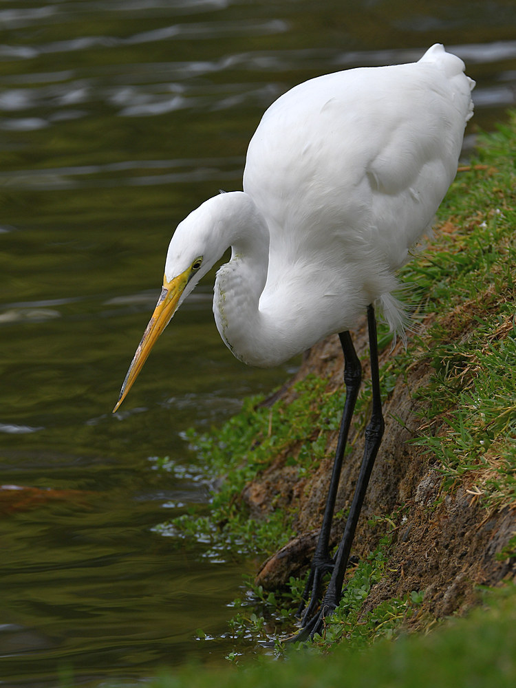 Egret.jpg