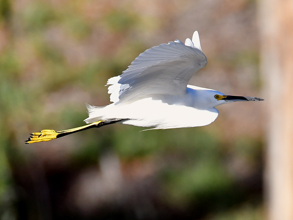 Egret.jpg