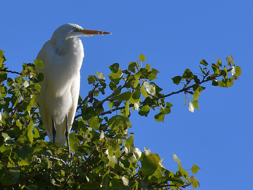 Egret.jpg