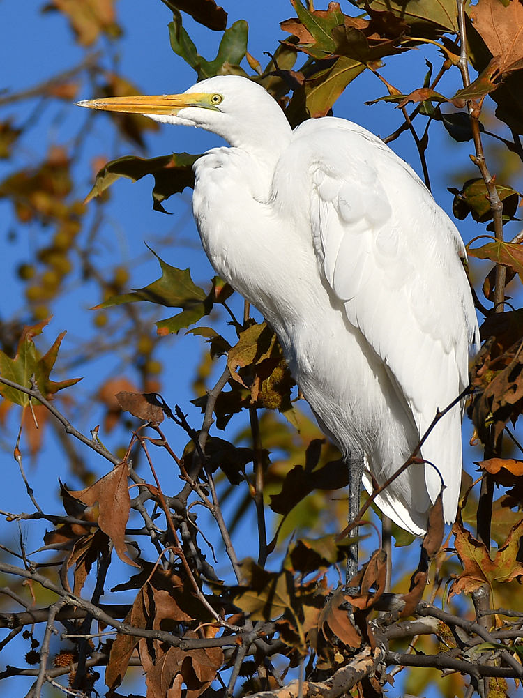 Egret.jpg