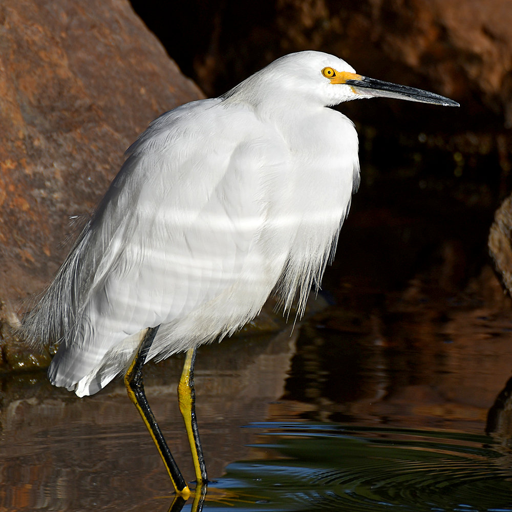 Egret.jpg
