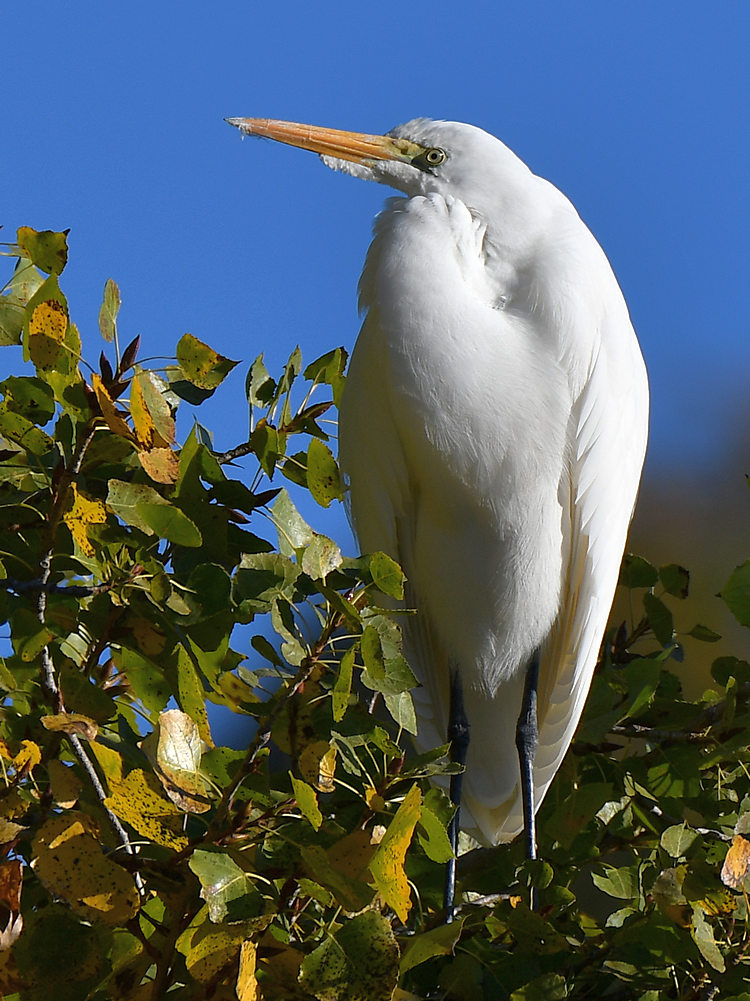 Egret.jpg