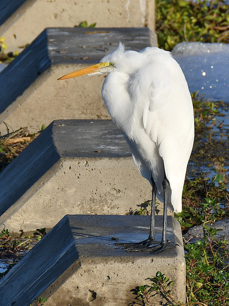 Egret.jpg