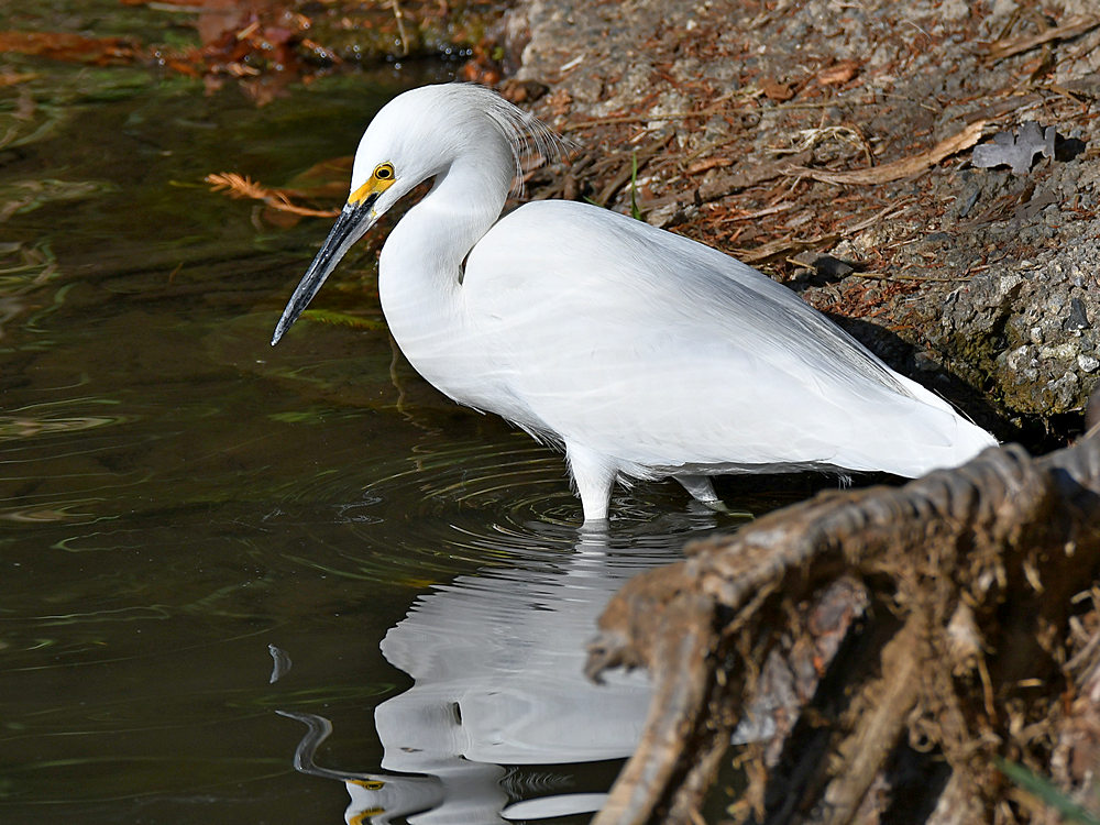 Egret.jpg