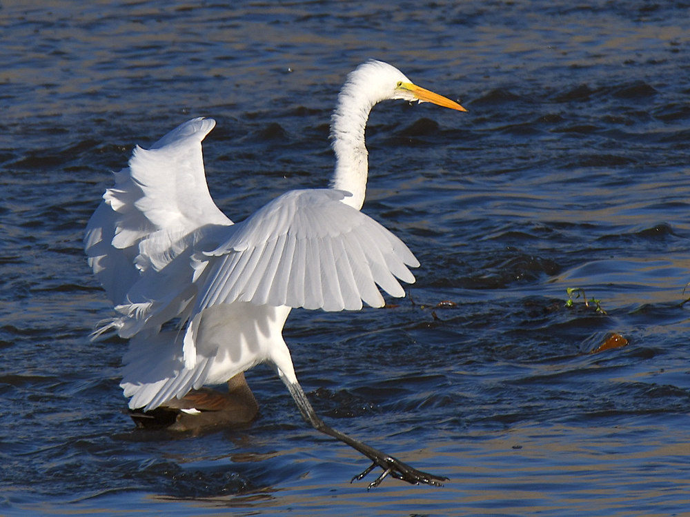 Egret.jpg