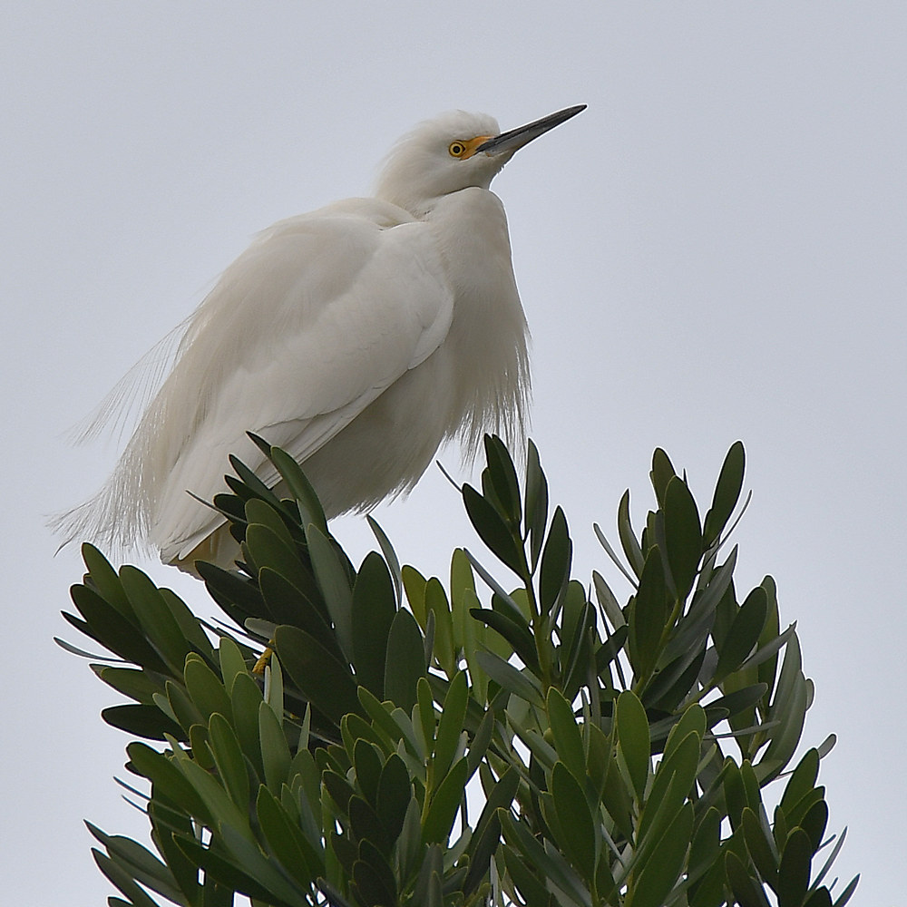 Egret.jpg