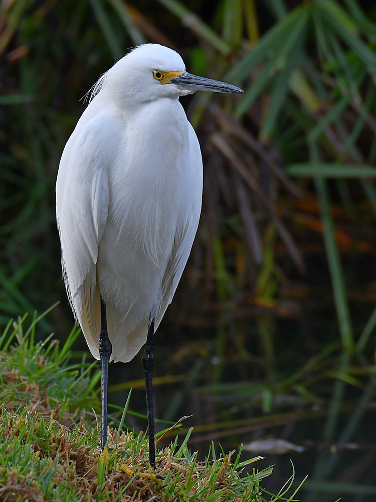Egret.jpg