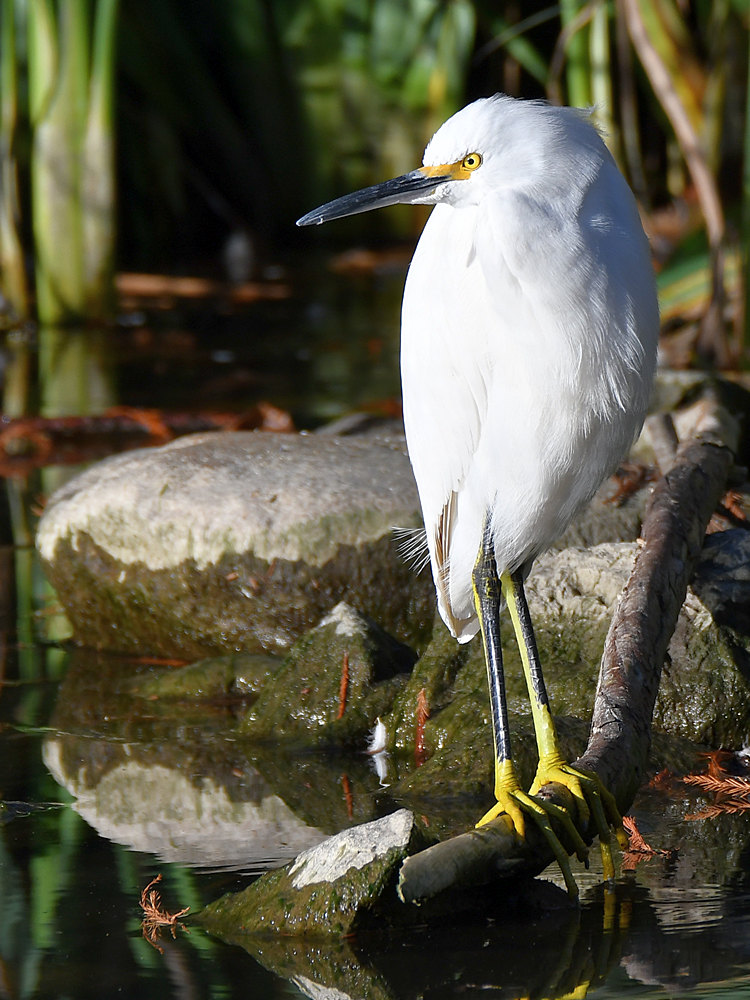 Egret.jpg