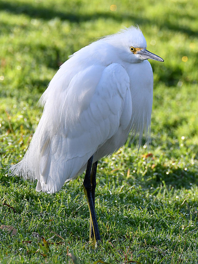 Egret.jpg