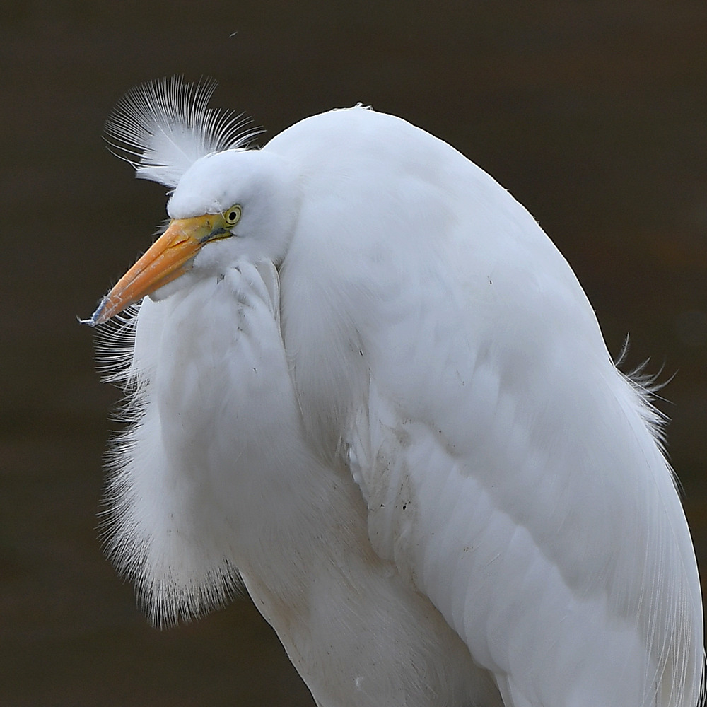 Egret.jpg