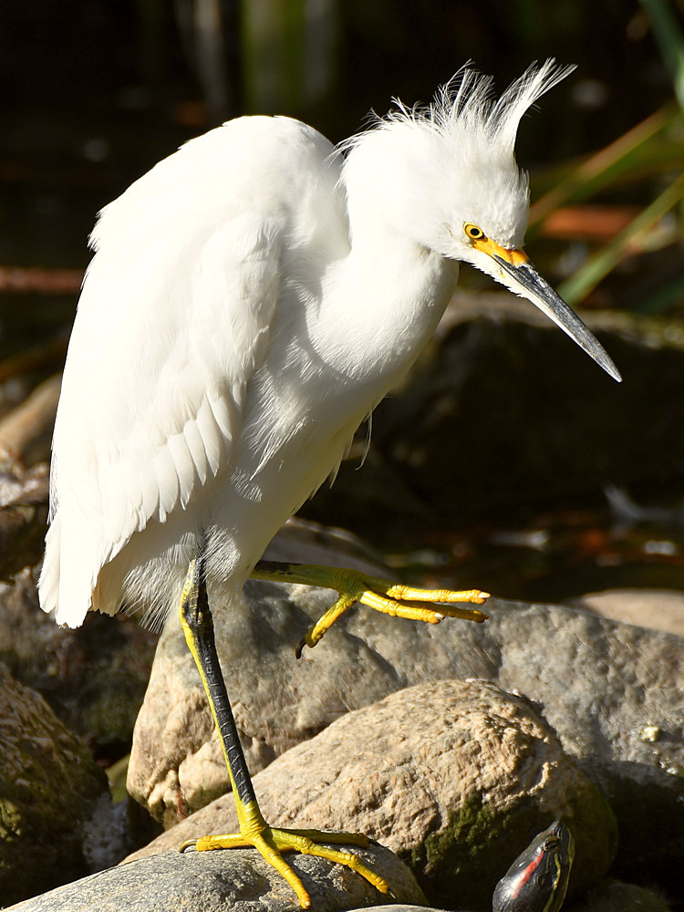 Egret.jpg