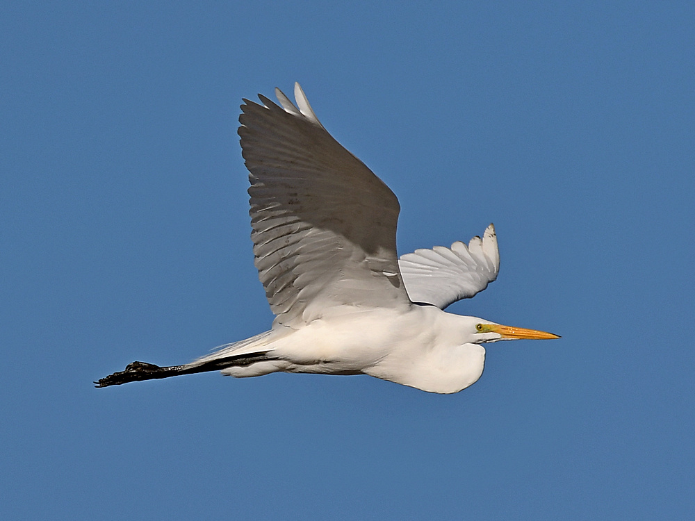 Egret.jpg