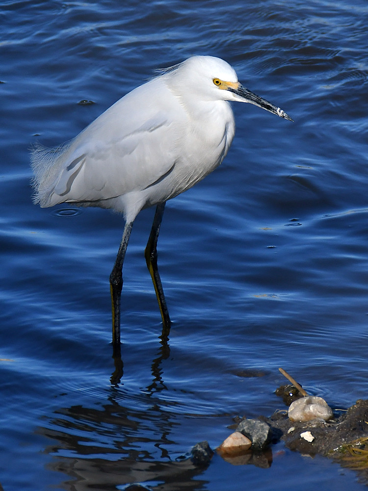 Egret.jpg