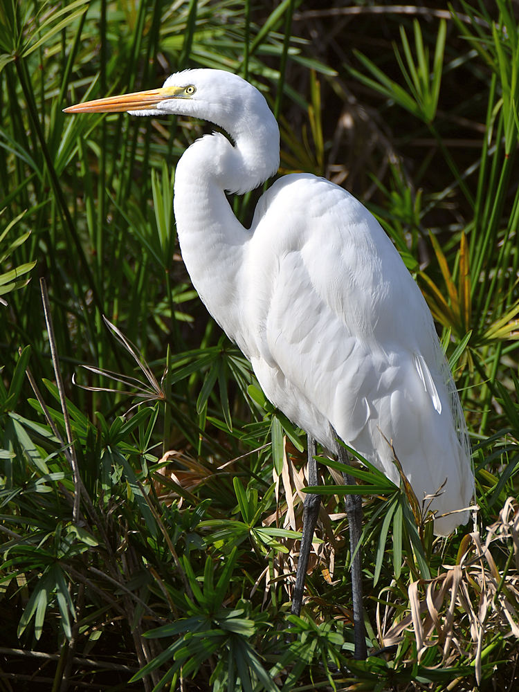 Egret.jpg