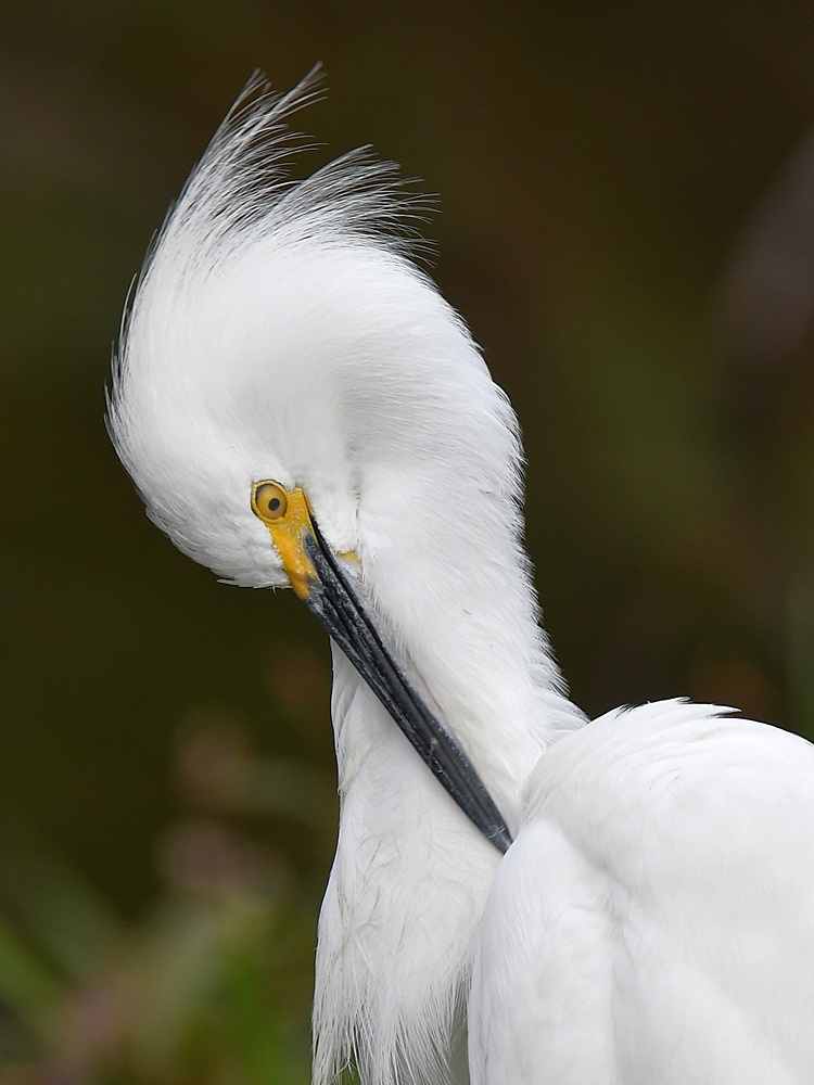 Egret.jpg