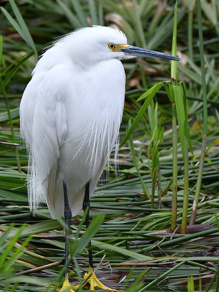 Egret.jpg