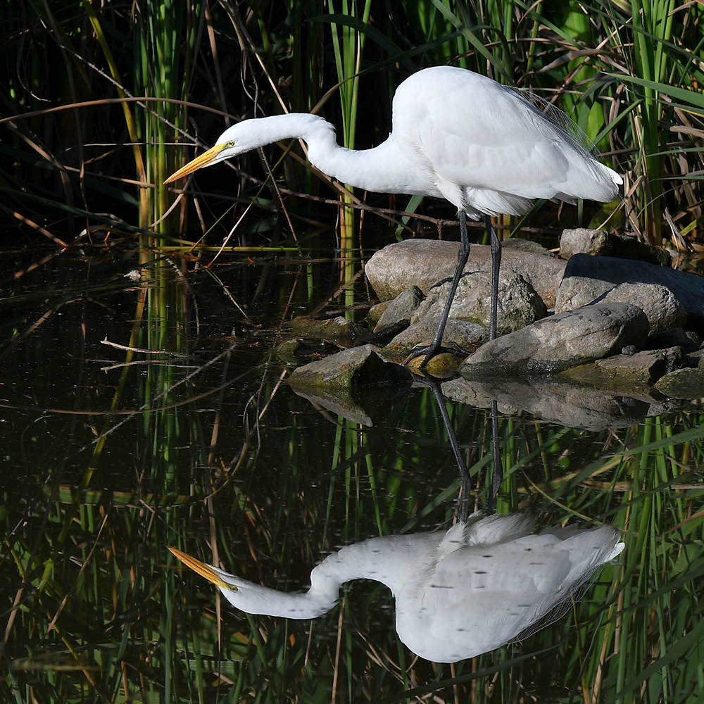 Egret.jpg