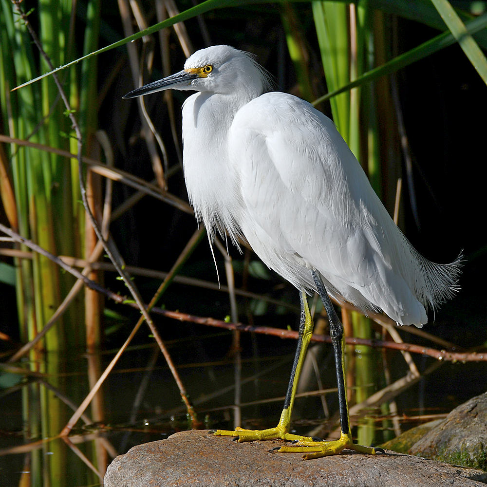 Egret.jpg