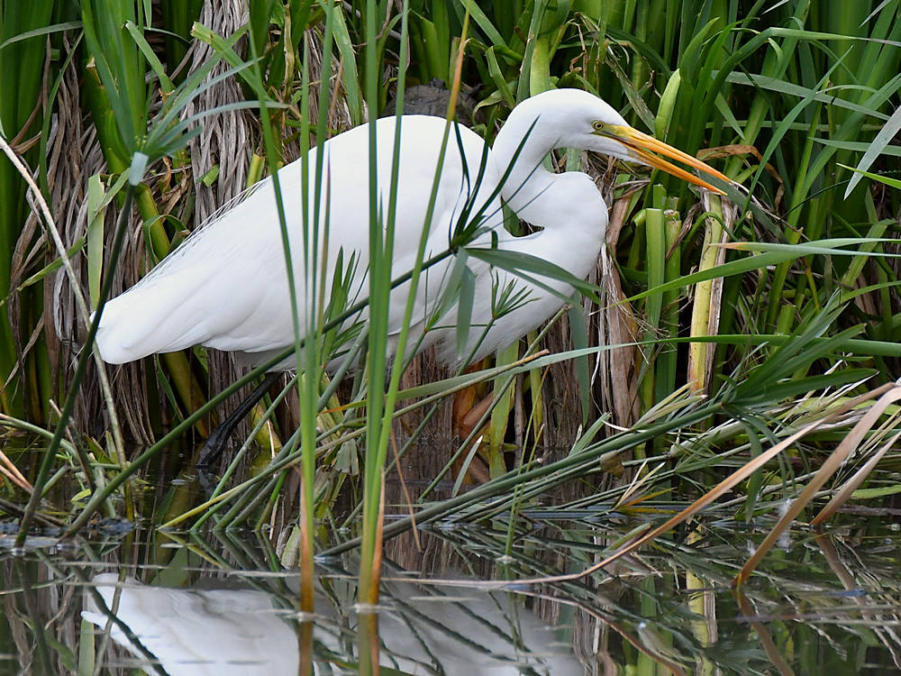 Egret.jpg