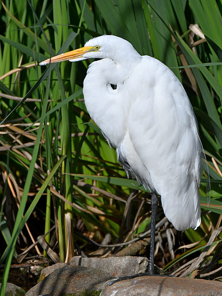 Egret.jpg