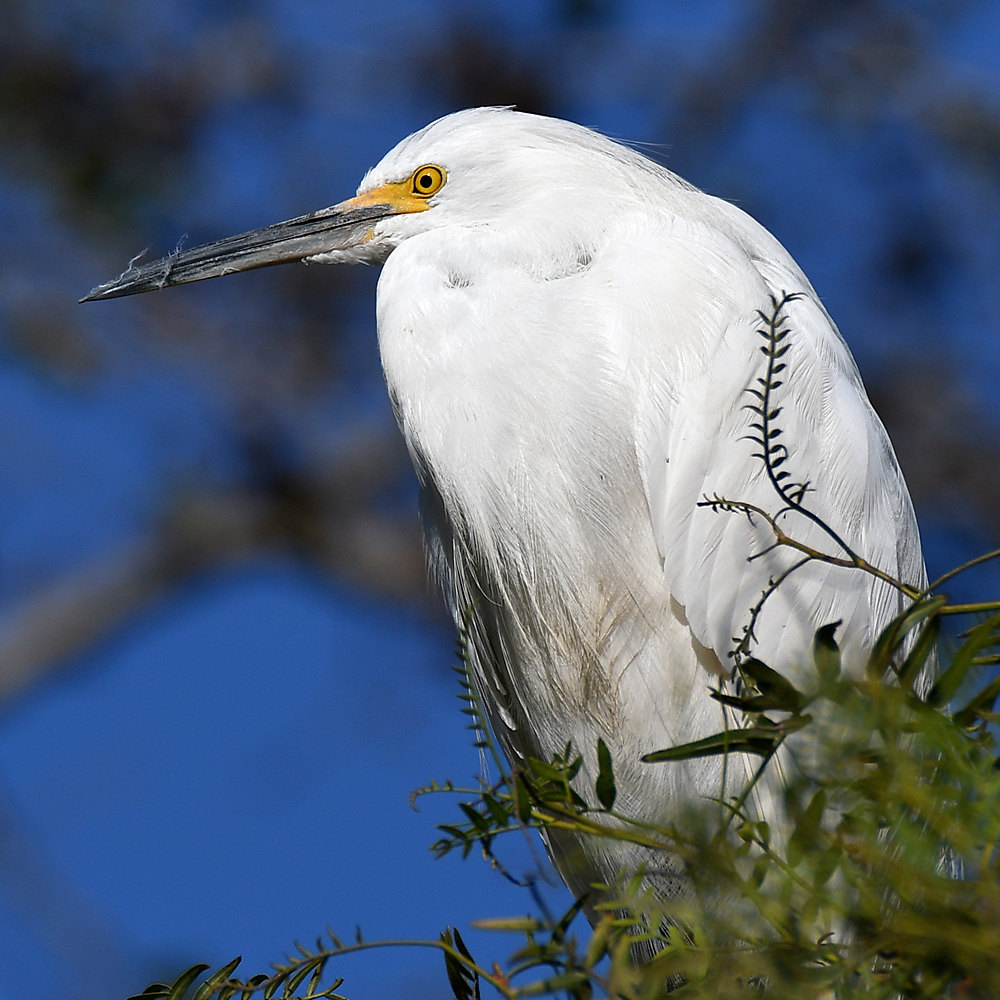 Egret.jpg