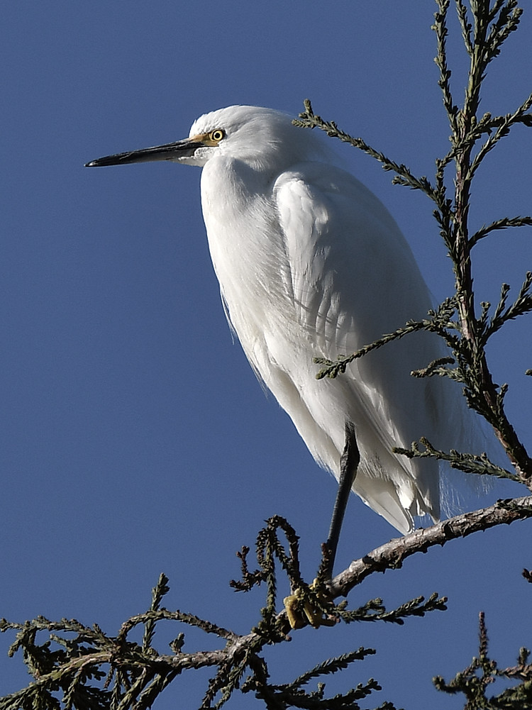 Egret.jpg