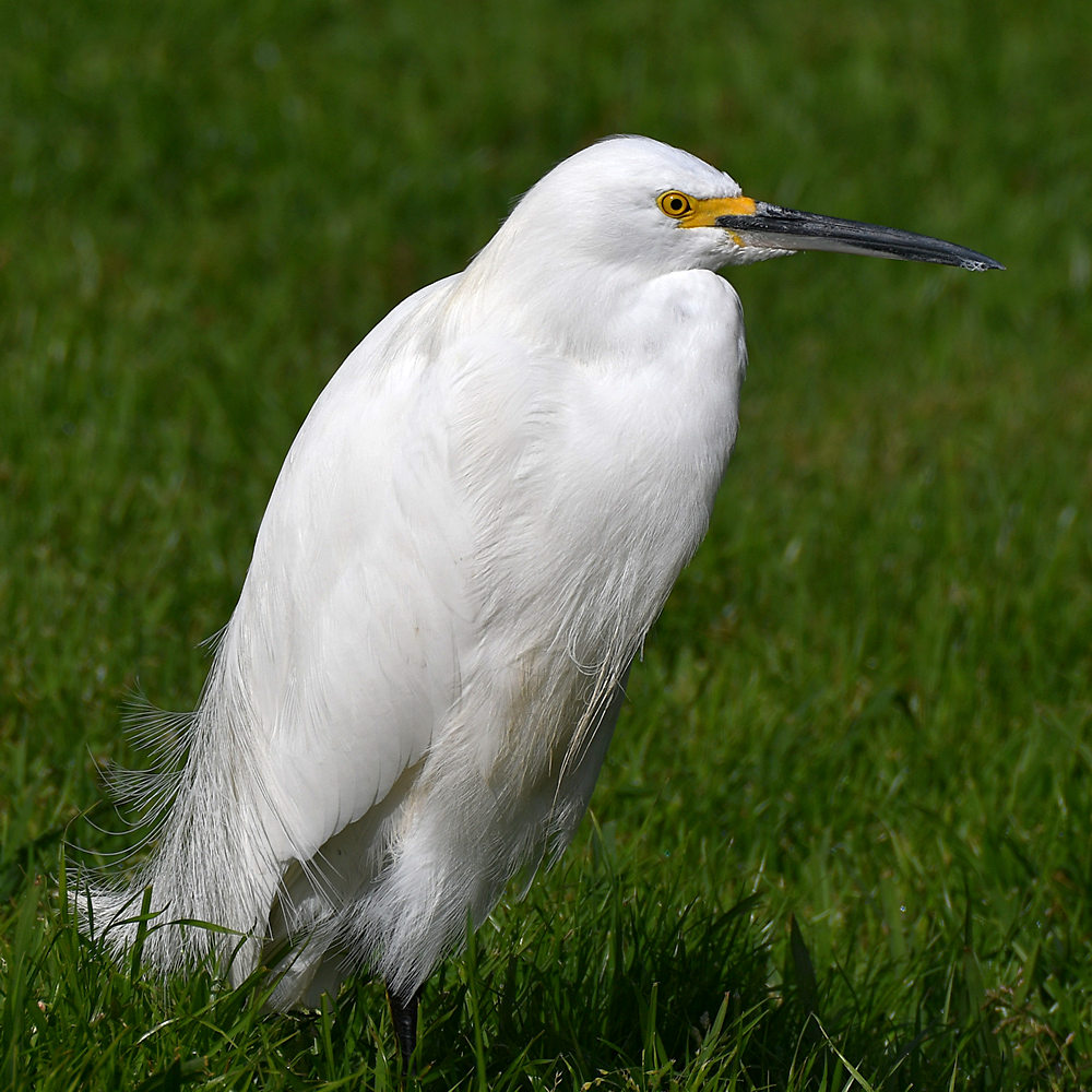 Egret.jpg