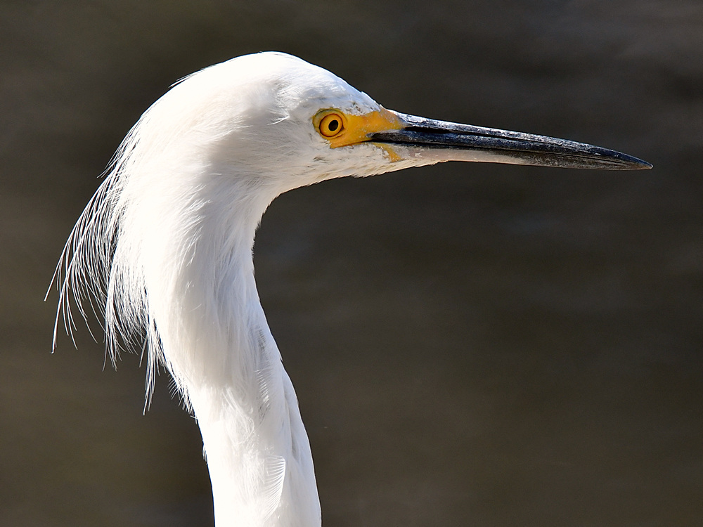 Egret.jpg