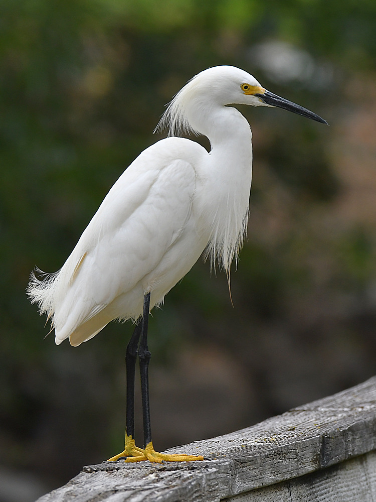 Egret.jpg