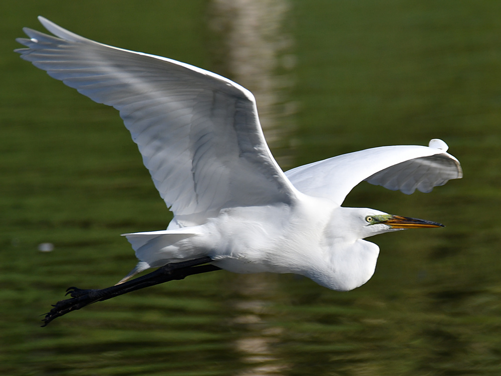 Egret.jpg
