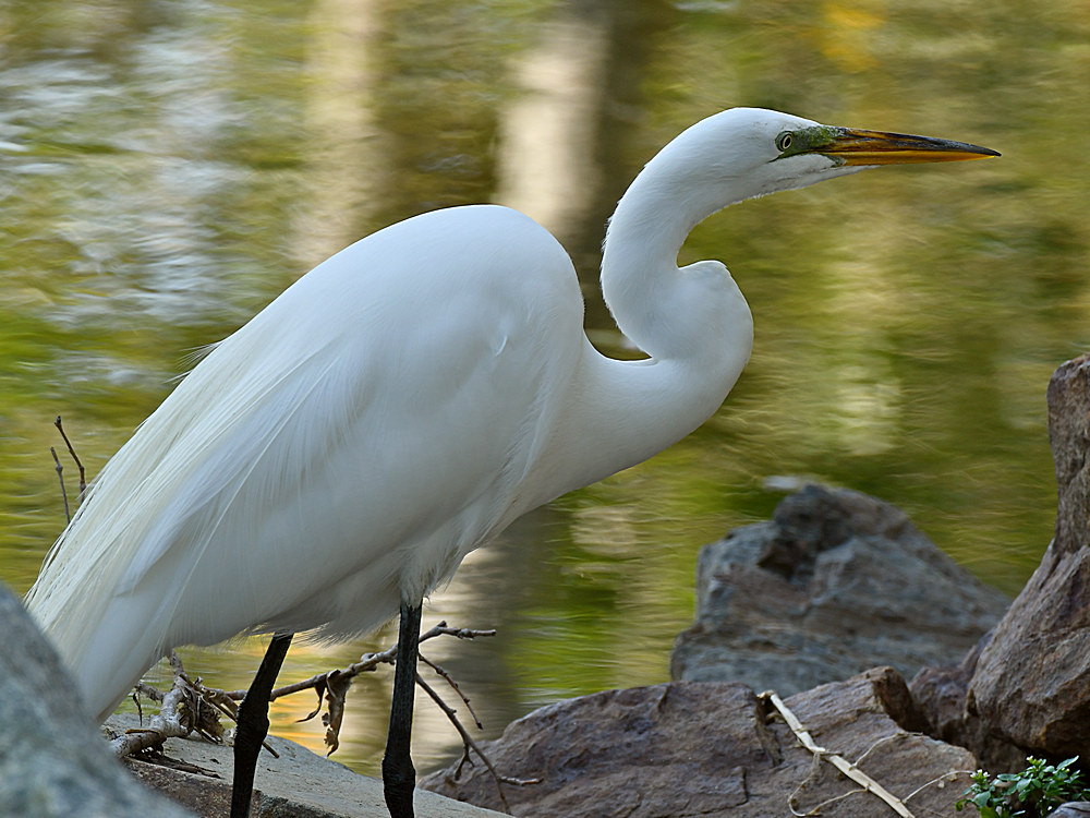 Egret.jpg