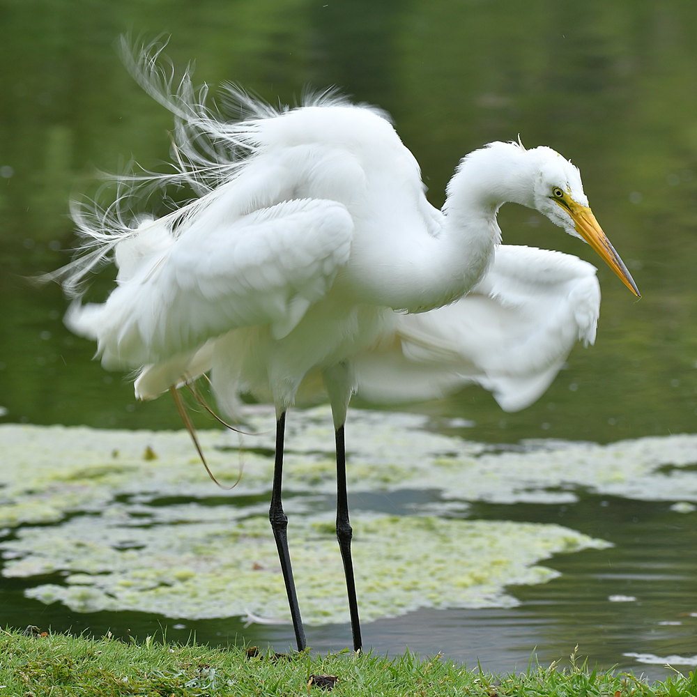 Egret.jpg