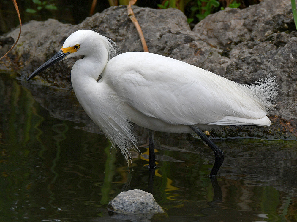 Egret.jpg