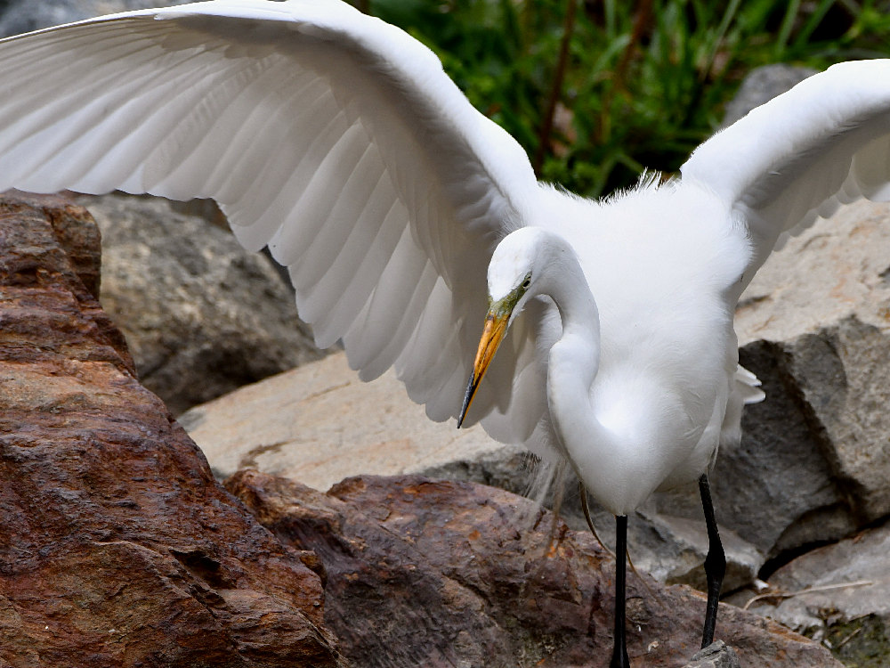 Egret.jpg