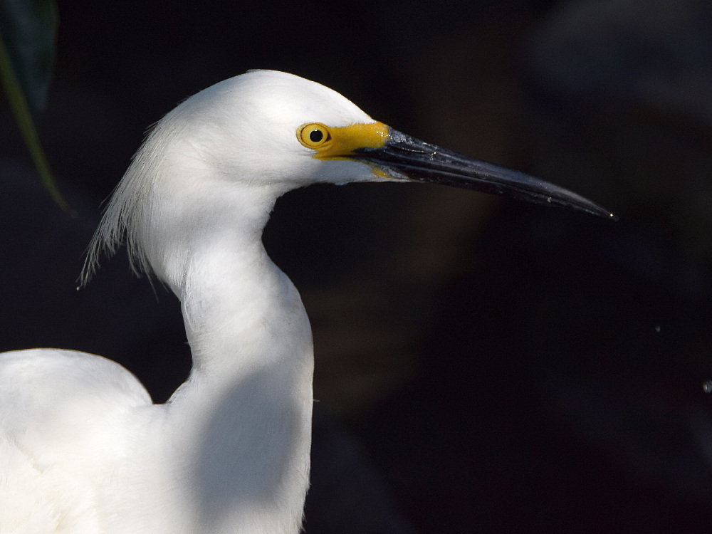 Egret.jpg