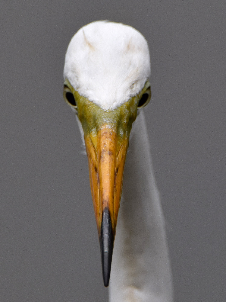 Egret.jpg