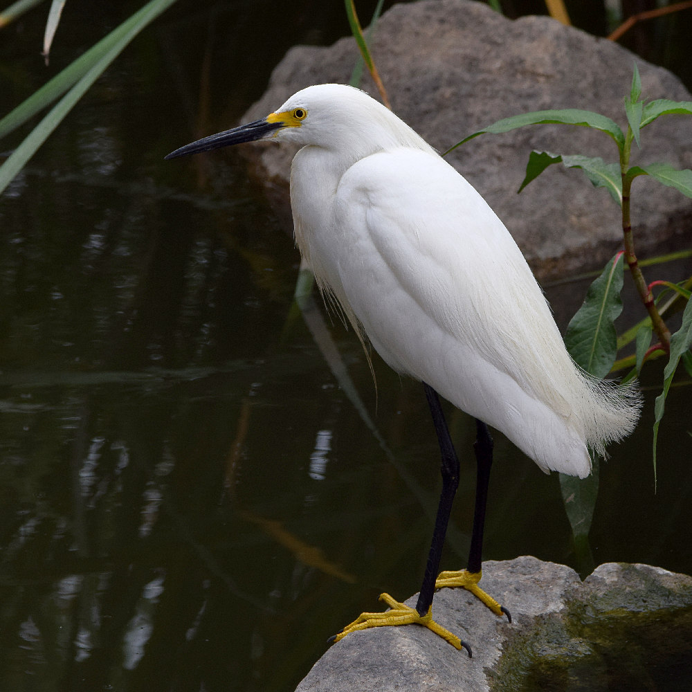 Egret.jpg
