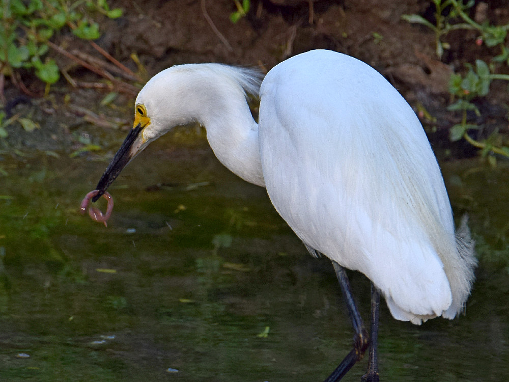 Egret.jpg