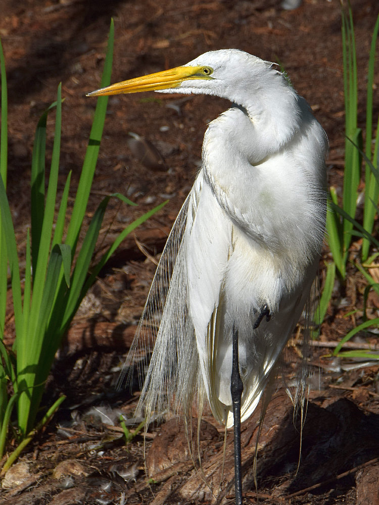 Egret.jpg