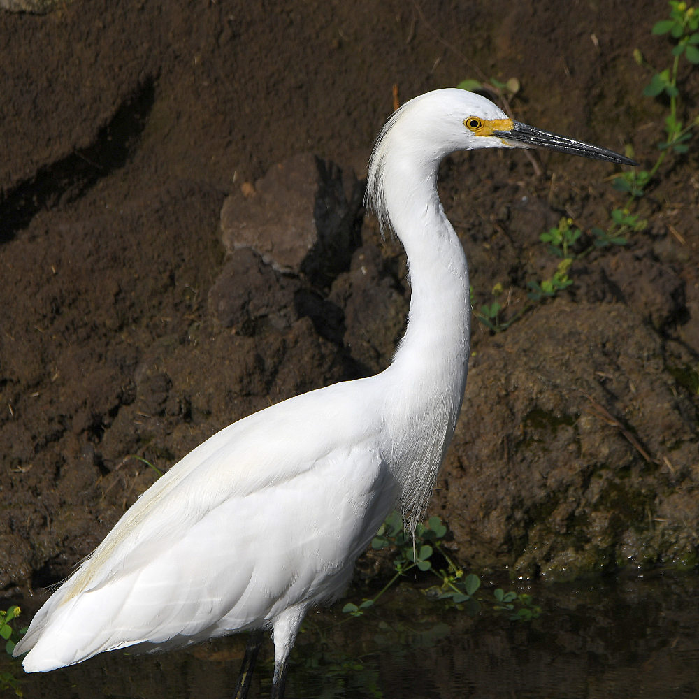Egret.jpg