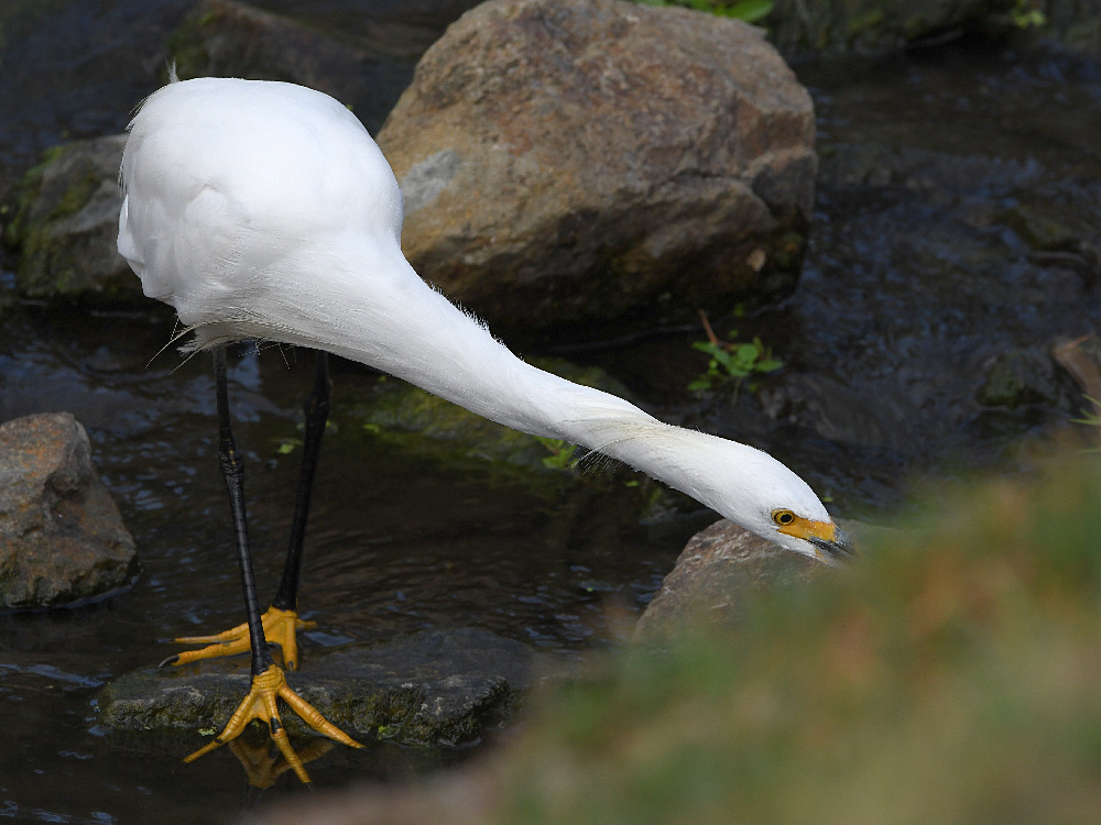 Egret.jpg