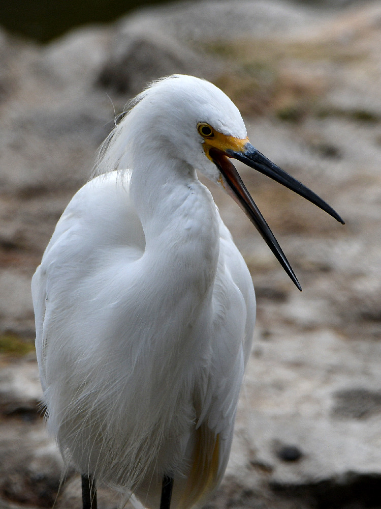 Egret.jpg