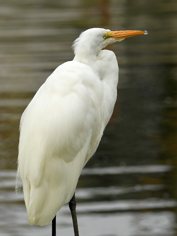 Egret.jpg