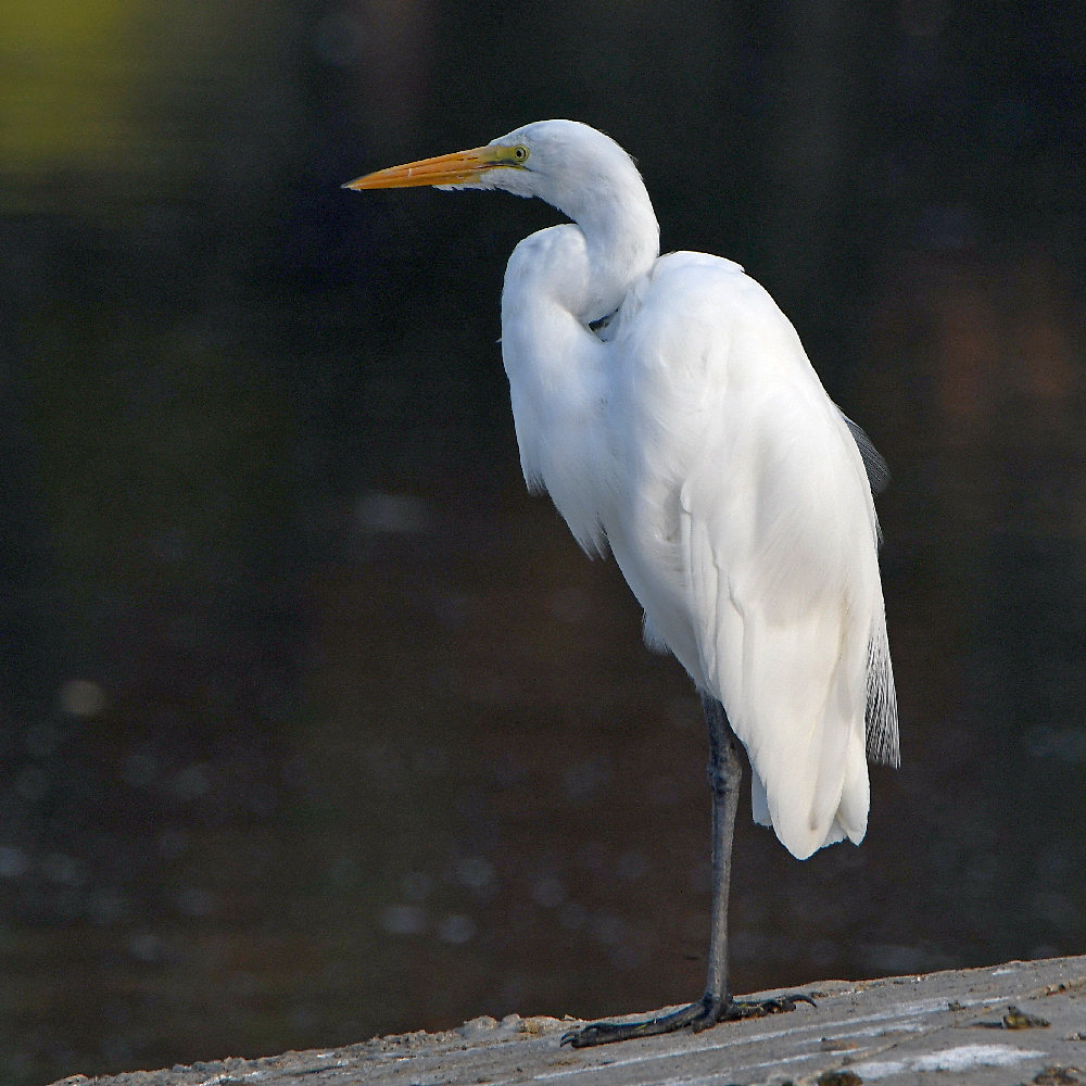 Egret.jpg